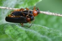 Cantharis flavilabris