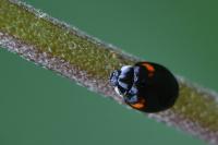 Adalia decempunctata