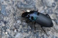 Harpalus dimidiatus
