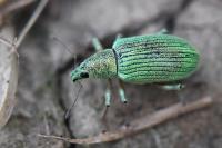 Polydrusus planifrons