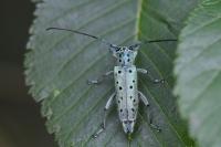 Saperda punctata