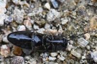 Hemicrepidius hirtus