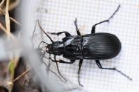 Abax parallelepipedus