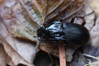 Abax parallelepipedus