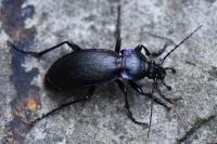 Carabus violaceus