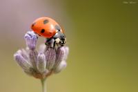 Coccinella septempunctata