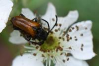 Pseudovadonia livida