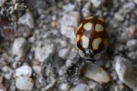 Adalia decempunctata