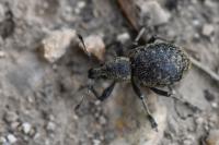 Liophloeus tessulatus