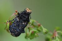 Platyrhinus resinosus