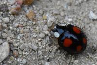 Harmonia axyridis