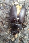 Lucanus cervus