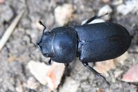 Dorcus parallelipipedus