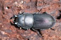 Dorcus parallelipipedus