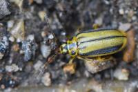 Xanthogaleruca luteola