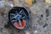 Chilocorus renipustulatus