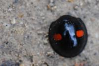 Chilocorus renipustulatus