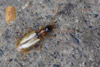 Demetrias atricapillus