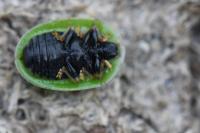 Cassida