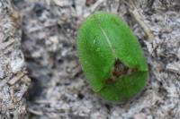 Cassida