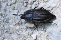 Silpha carinata