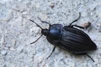 Silpha carinata