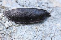 Carabus nemoralis