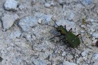 Cicindela campestris