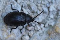 Galeruca tanaceti