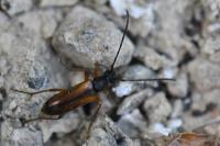 Alosterna tabacicolor
