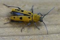 Chlorophorus glabromaculatus