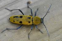 Chlorophorus glabromaculatus