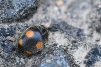 Platynaspis luteorubra