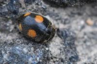 Platynaspis luteorubra