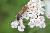Stenopterus rufus