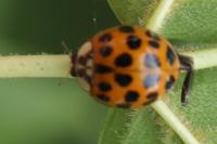 Harmonia axyridis