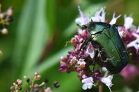 Cetonia aurata