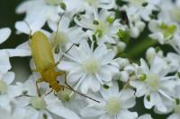 Cteniopus sulphureus