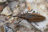 Lixus iridis