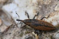 Lixus iridis
