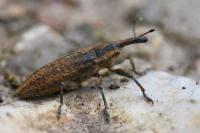 Lixus iridis
