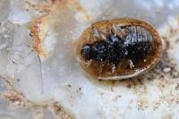Hypocassida subferruginea