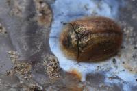 Hypocassida subferruginea