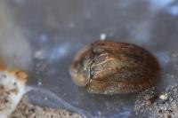 Hypocassida subferruginea