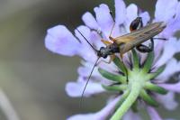Oedemera podagrariae