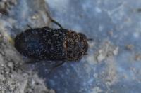 Dermestes undulatus