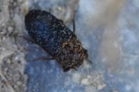 Dermestes undulatus