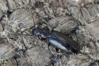 Microlestes