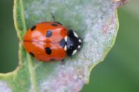 Coccinella septempunctata