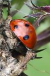 Coccinella septempunctata